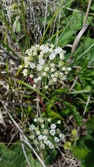 Allium fraseri