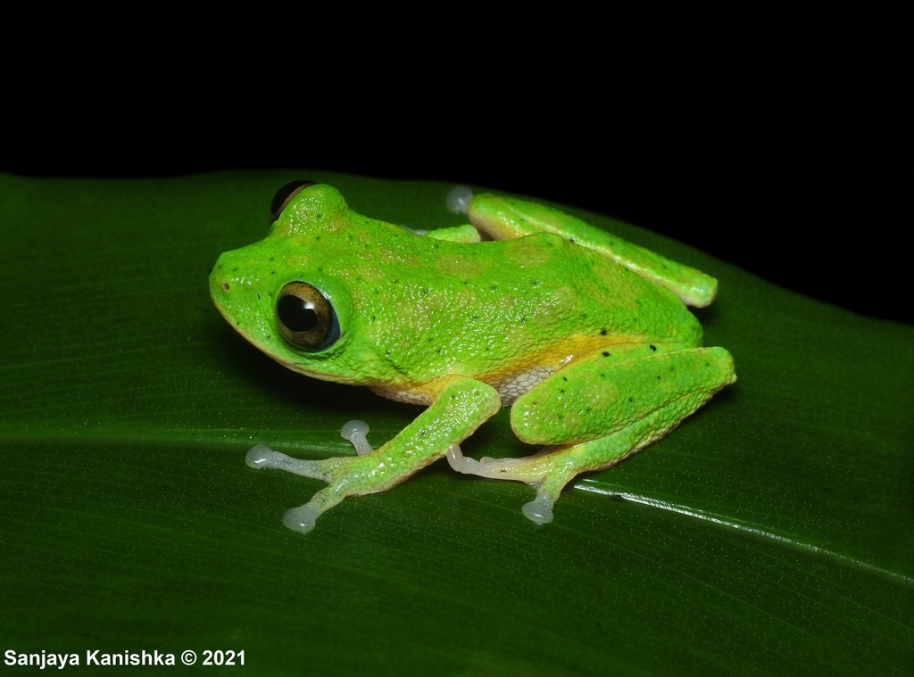Green Bush Frog