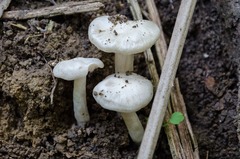 Entoloma niphoides