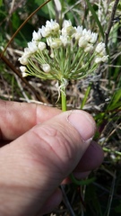 Allium fraseri