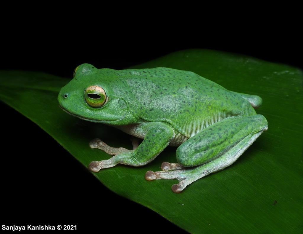 Kelaart's Starry Shrub Frog in November 2021 by Sanjaya Kanishka ...