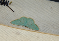 Comostolopsis stillata