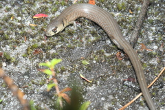 Cyclodomorphus michaeli