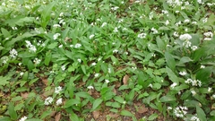 Allium ursinum