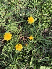 Taraxacum officinale