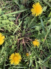 Taraxacum officinale