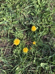 Taraxacum officinale
