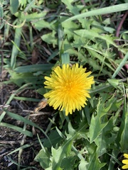 Taraxacum officinale