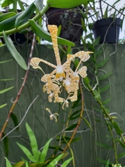 Orchidaceae
