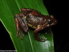 Pseudophilautus sarasinorum