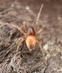 Trachelas minor