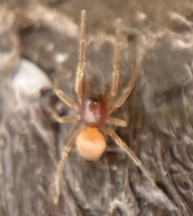 Trachelas minor