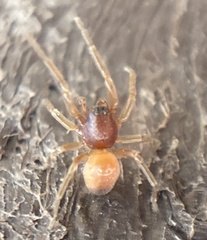Trachelas minor