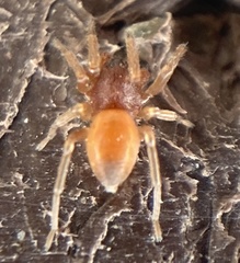 Trachelas minor