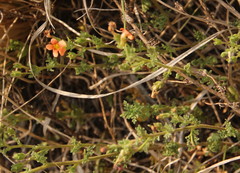 Jamesbrittenia aurantiaca