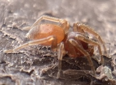 Trachelas minor