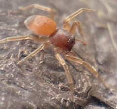 Trachelas minor