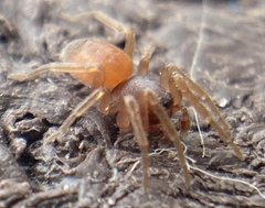 Trachelas minor