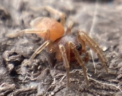 Trachelas minor