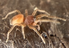 Trachelas minor