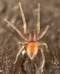 Trachelas minor