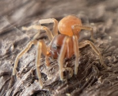 Trachelas minor