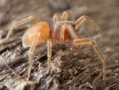 Trachelas minor
