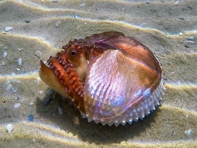 Knobbed Argonaut