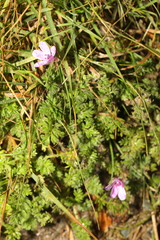 Erodium cicutarium