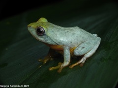 Pseudophilautus asankai
