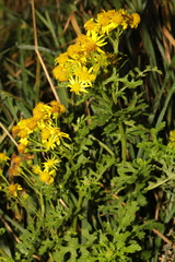 Jacobaea vulgaris