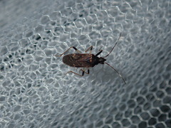 Aristaenetus similis