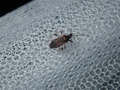 Aristaenetus similis