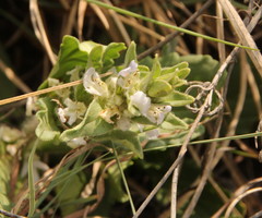 Ajuga ophrydis