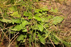 Hypochaeris radicata