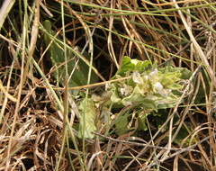 Ajuga ophrydis