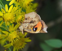 Pterodecta felderi