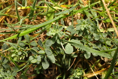 Lotus corniculatus