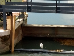 Egretta garzetta