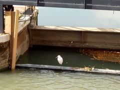Egretta garzetta
