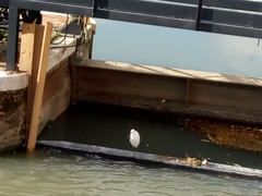 Egretta garzetta