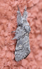 Calliteara fortunata