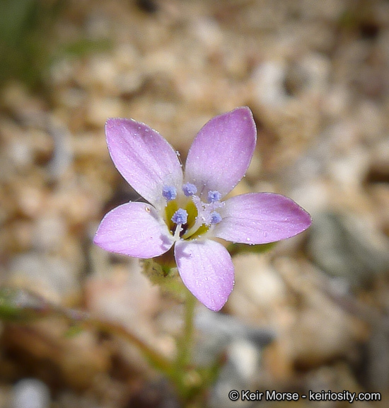 Gilia diegensis