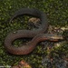 Common Rough-sided Snake - Photo (c) Sanjaya Kanishka, some rights reserved (CC BY-NC), uploaded by Sanjaya Kanishka