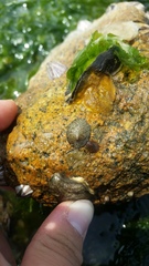 Cellana