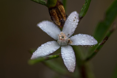 Philotheca queenslandica