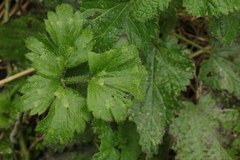 Ranunculus repens