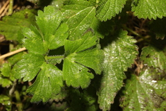 Ranunculus repens