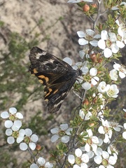 Synemon parthenoides