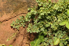 Lotus corniculatus